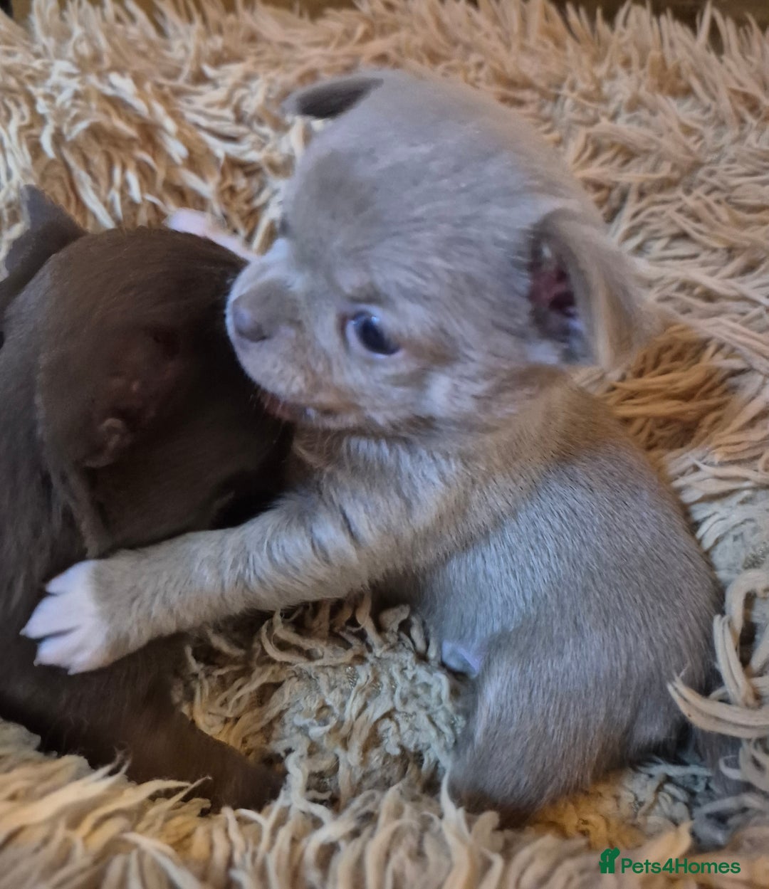 Chihuahua dogs for sale: KC chihuahua puppies  - Advert 9