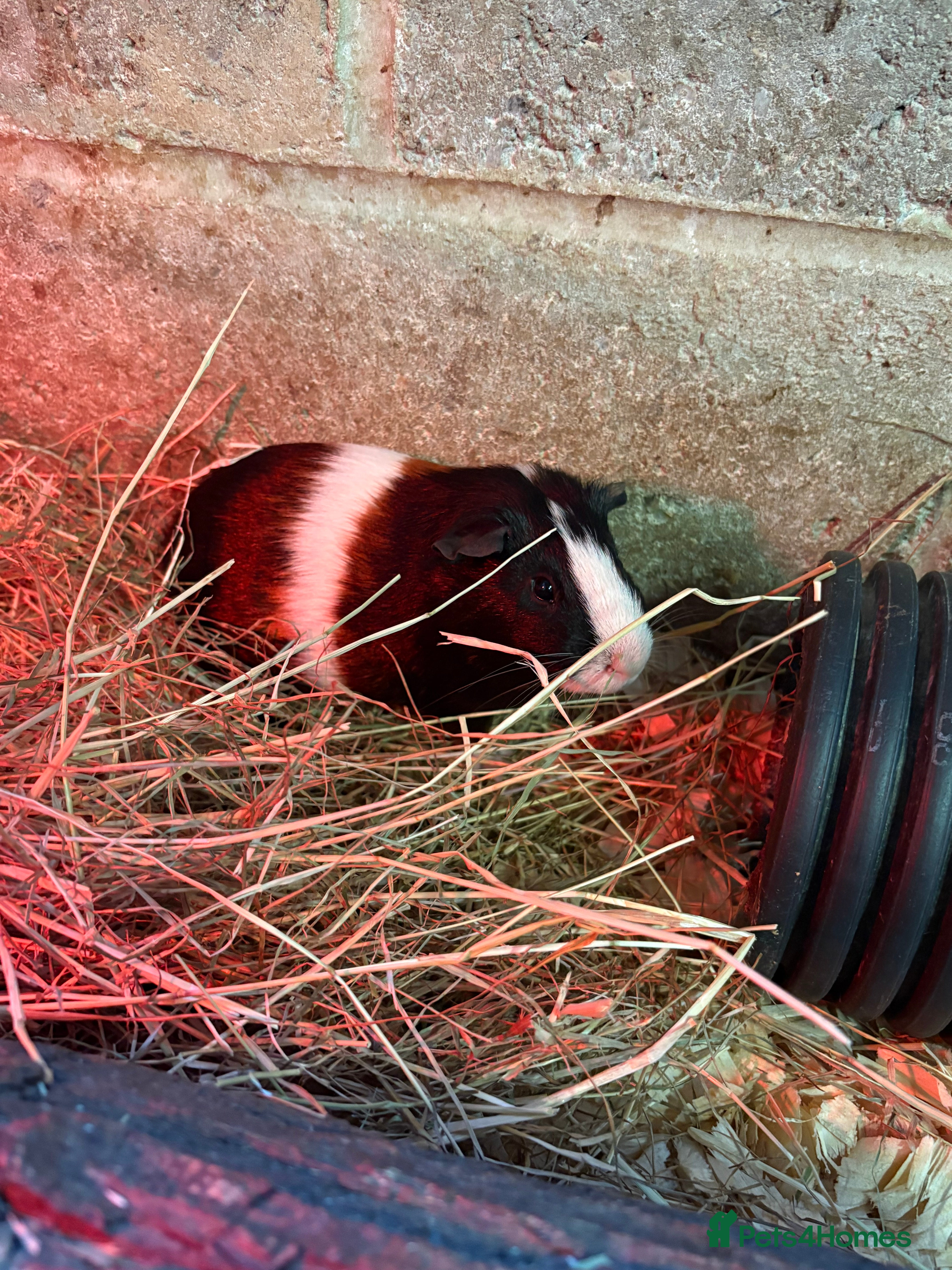 Guinea Pig rodents X3 male guinea pigs looking for a forever home  - Advert 9