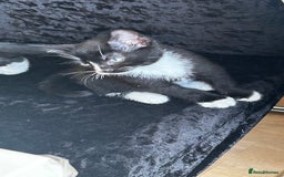 Mixed Breed cats for sale: Mixed breed kittens for sale  - Image 2