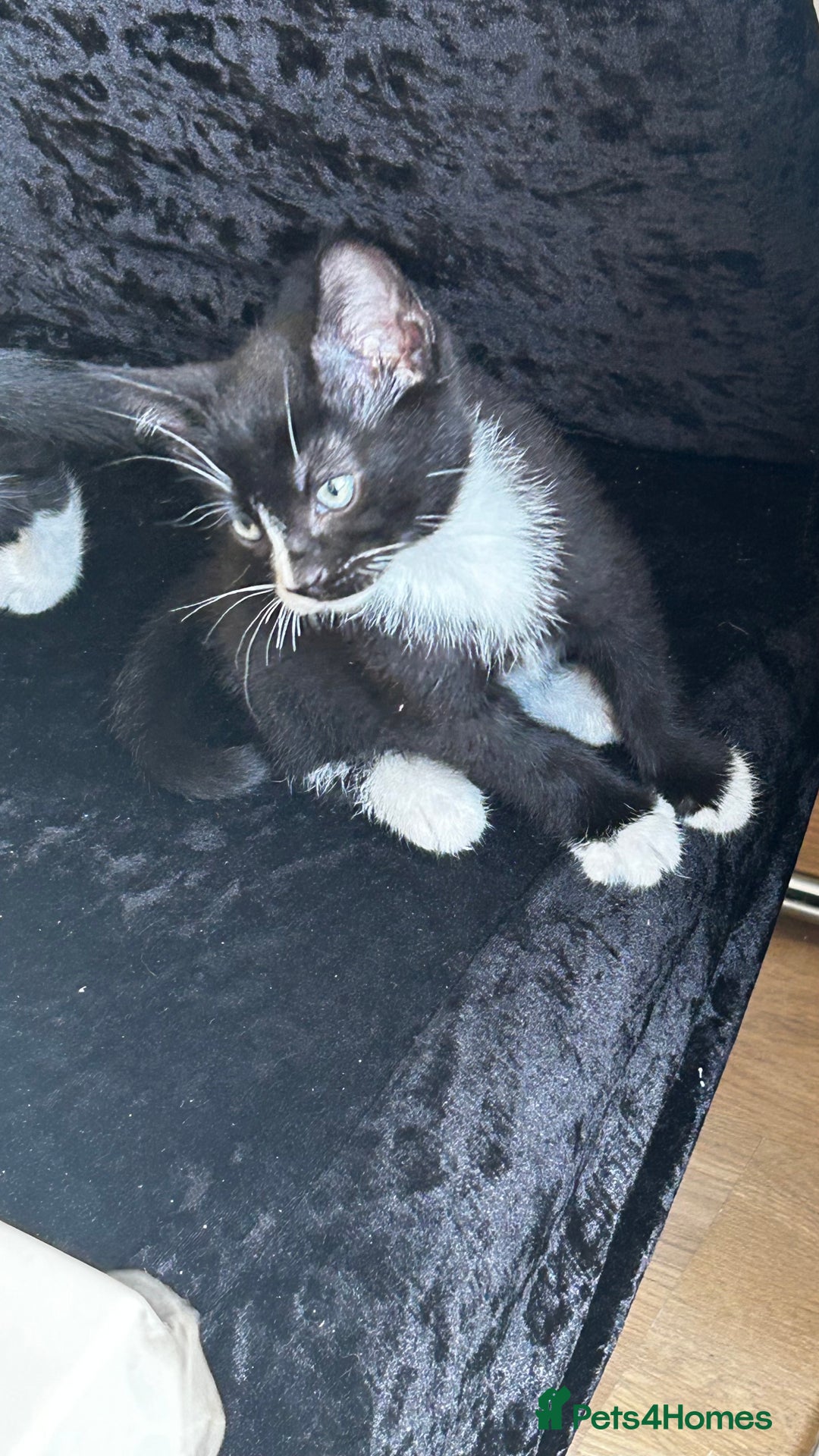 Mixed Breed cats for sale: Mixed breed kittens for sale  - Image 2