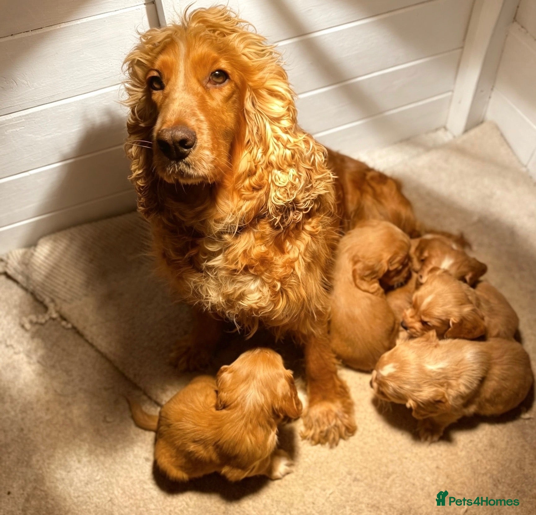 Cocker Spaniel dogs Beautiful, cocker spaniel’s - Advert 6