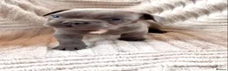 French Bulldog dogs for sale: Male blue french bulldog puppy - Advert 10