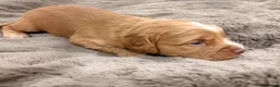 Cocker Spaniel dogs for sale: Working Cocker Spaniel Puppies in Sheerness - Advert 11