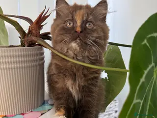 British Shorthair cats GCCF BSH & BLH KITTENS - Advert 15