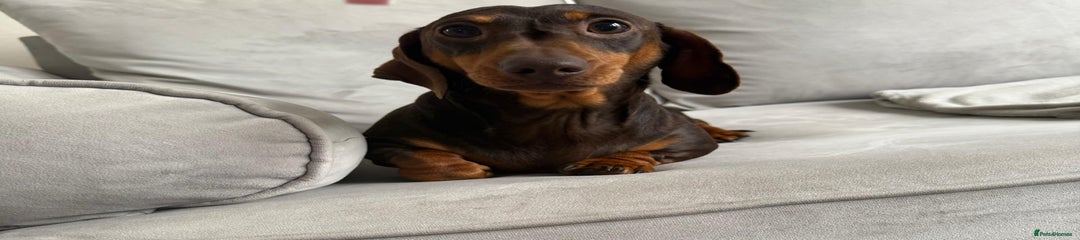 Lulu