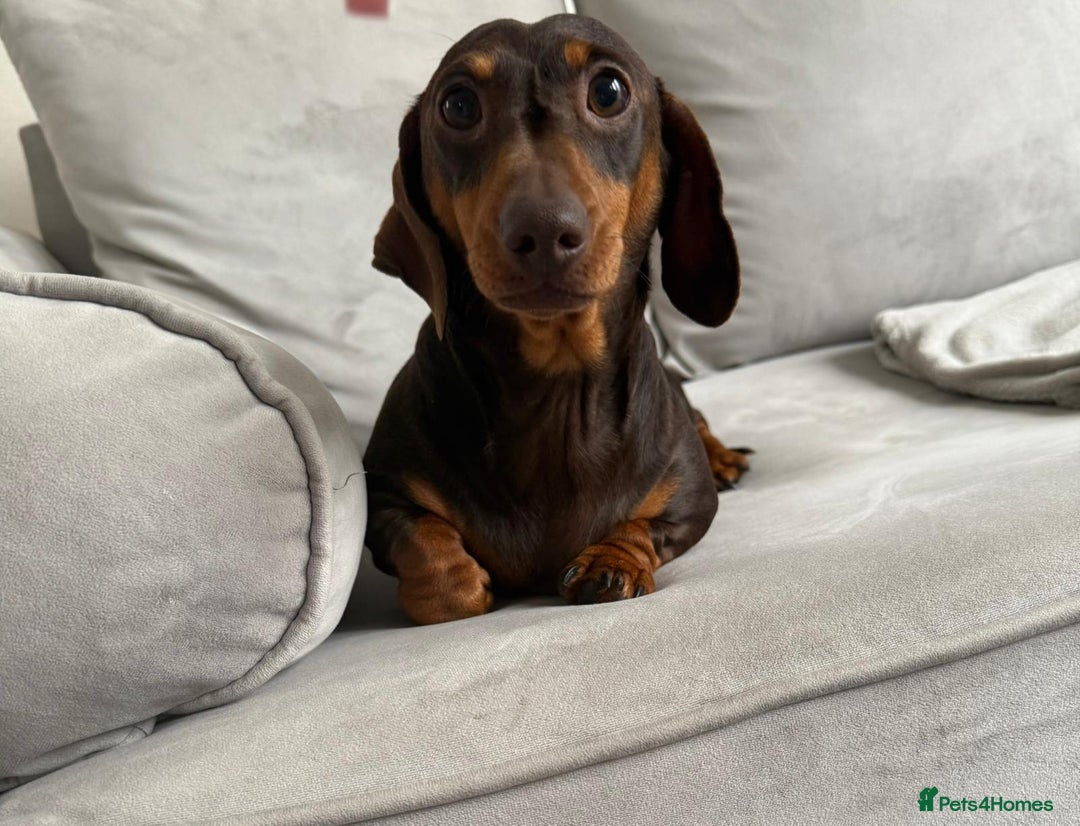 Miniature Dachshund dogs for sale: Beautiful lulu miniature dachshund  - Image 15