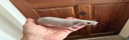 Rat rodents for sale: Baby rats for sale in Doncaster - Advert 2
