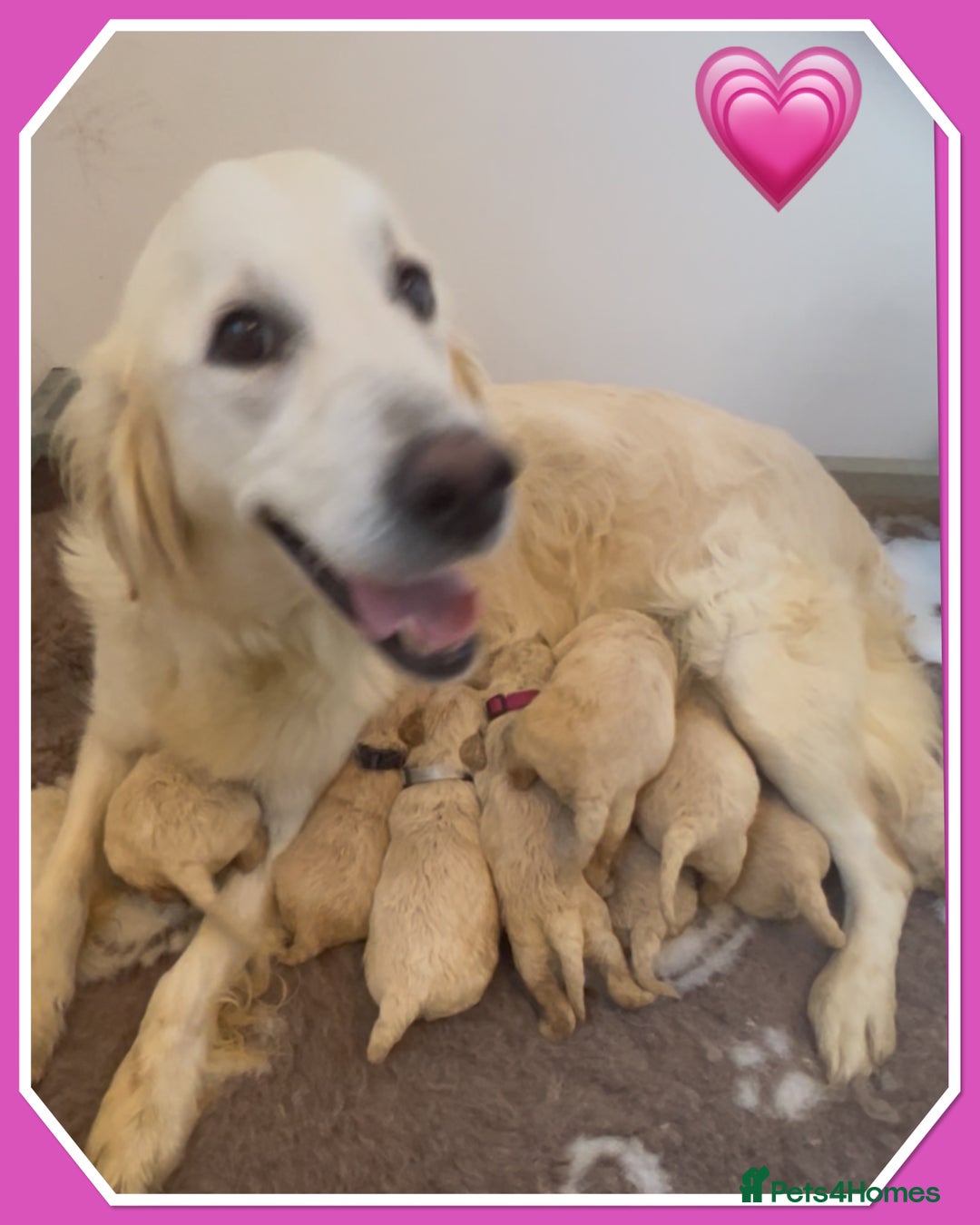 Mini Goldendoodle dogs for sale: 🐾STUNNING F1 MINIATURE GOLDEN DOODLES 🐾 - Advert 1