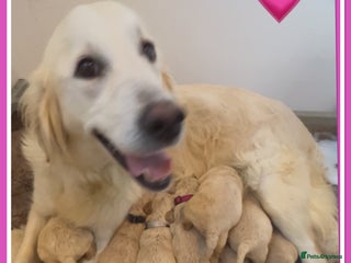 Mini Goldendoodle dogs 🐾STUNNING F1 MINIATURE GOLDEN DOODLES 🐾 - Advert 15