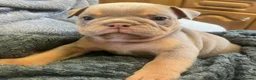 English Bulldog dogs for sale: Rare opportunity- grandpups of Burleybullz Nemesis - Advert 18