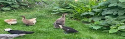Ducks poultry for sale: Trio of Indian runner ducks - Advert 2