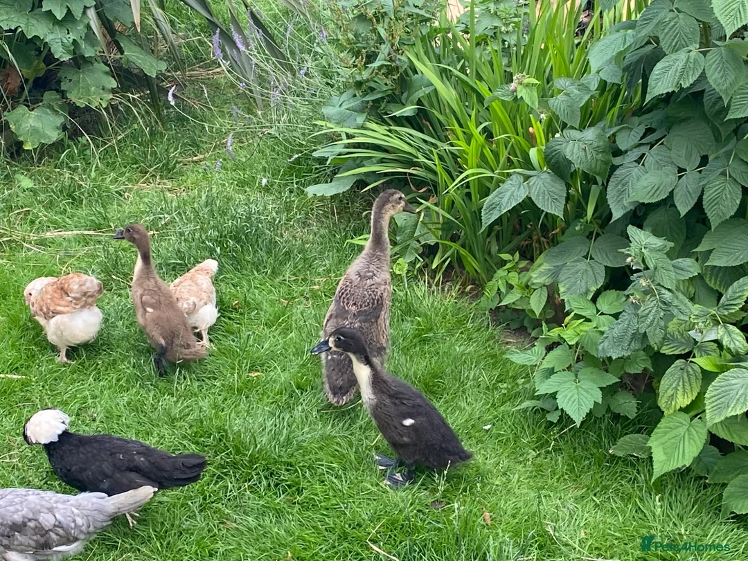 Ducks poultry for sale: Trio of Indian runner ducks - Advert 2