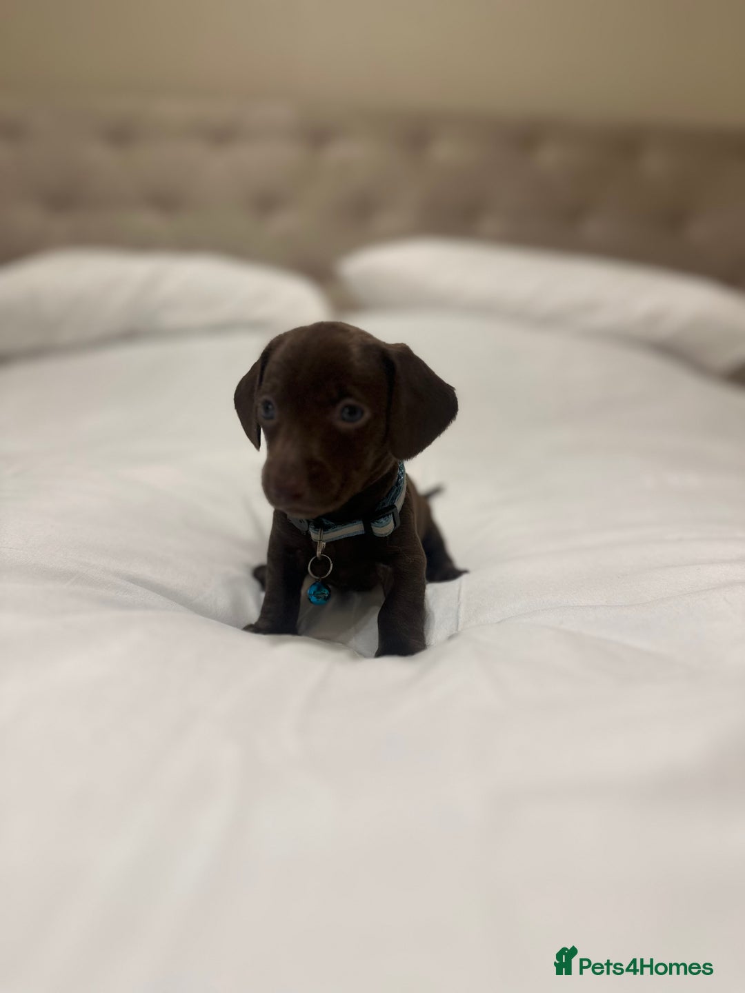 Miniature Dachshund dogs for sale: Miniature dachshund ready to go🫶🏽 - Advert 6