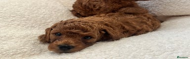Toy Poodle Puppy 2