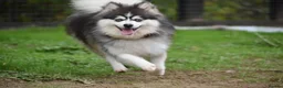 Pomsky dogs for stud: Blue & White Blue eyed Pomsky available for stud - Advert 4