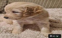 Labradoodle dogs for sale: Labradoodles Multigen - Family raised - Advert 2