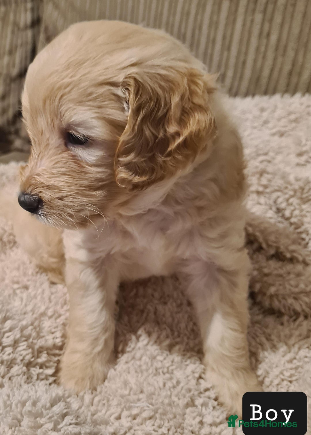 Labradoodle dogs for sale: Labradoodles Multigen - Family raised - Advert 2