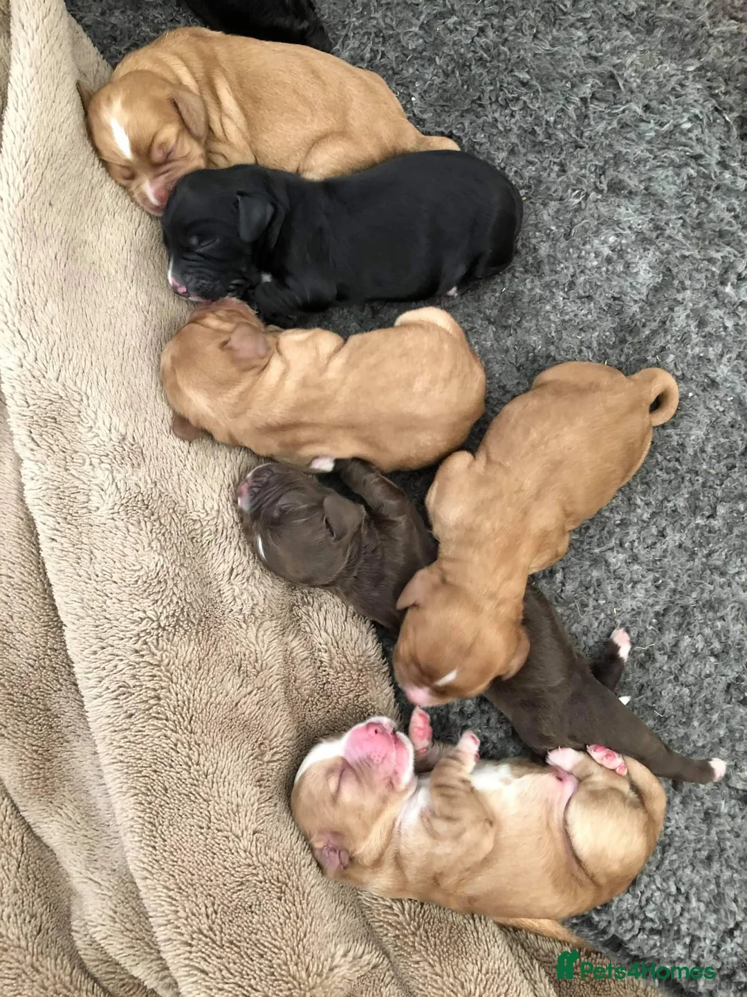 Cocker Spaniel dogs for stud: Red Kc working cocker spaniel for stud in Barnsley - Advert 9