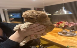 Toy Poodle dogs for sale: Stunning KC reg toy poodles  - Image 3