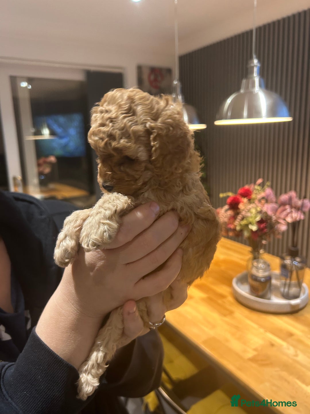 Toy Poodle dogs for sale: Stunning KC reg toy poodles  - Image 3