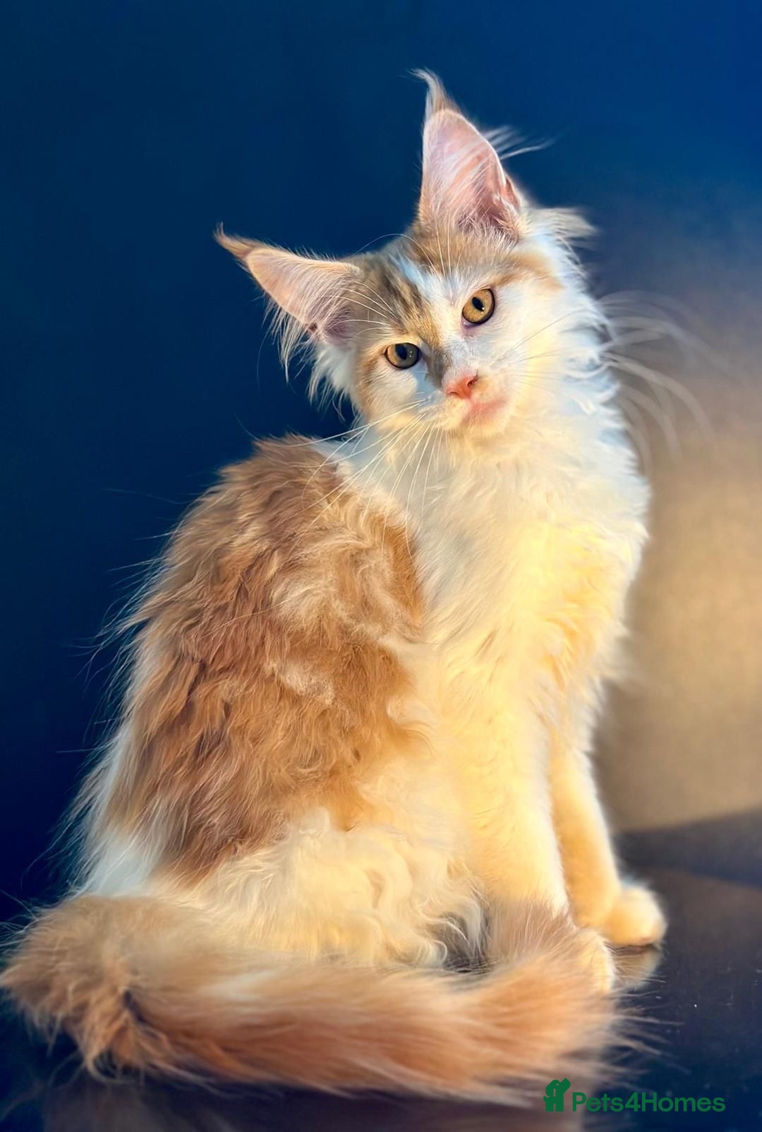 Maine Coon cats for sale: Maine Coon Kittens  - Image 7