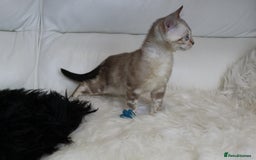 Bengal cats for sale: Beautiful Bengal kittens - Image 17