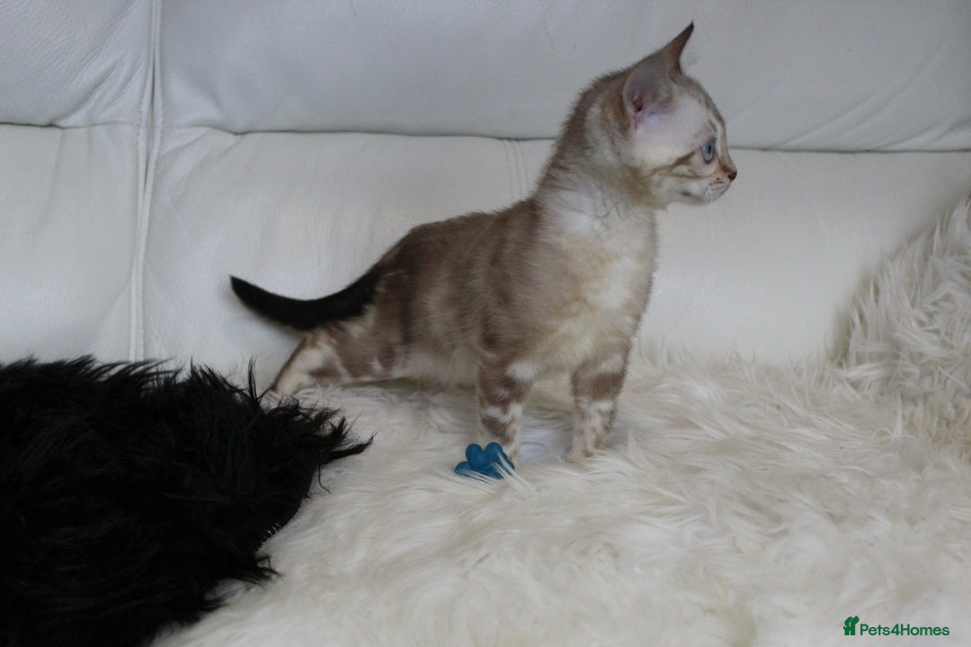 Bengal cats for sale: Beautiful Bengal kittens - Image 17