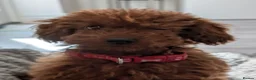 Toy Poodle dogs for sale: Stunning Red Toy Poodle Puppy–Female–6.5 Months ❤️ - Advert 2