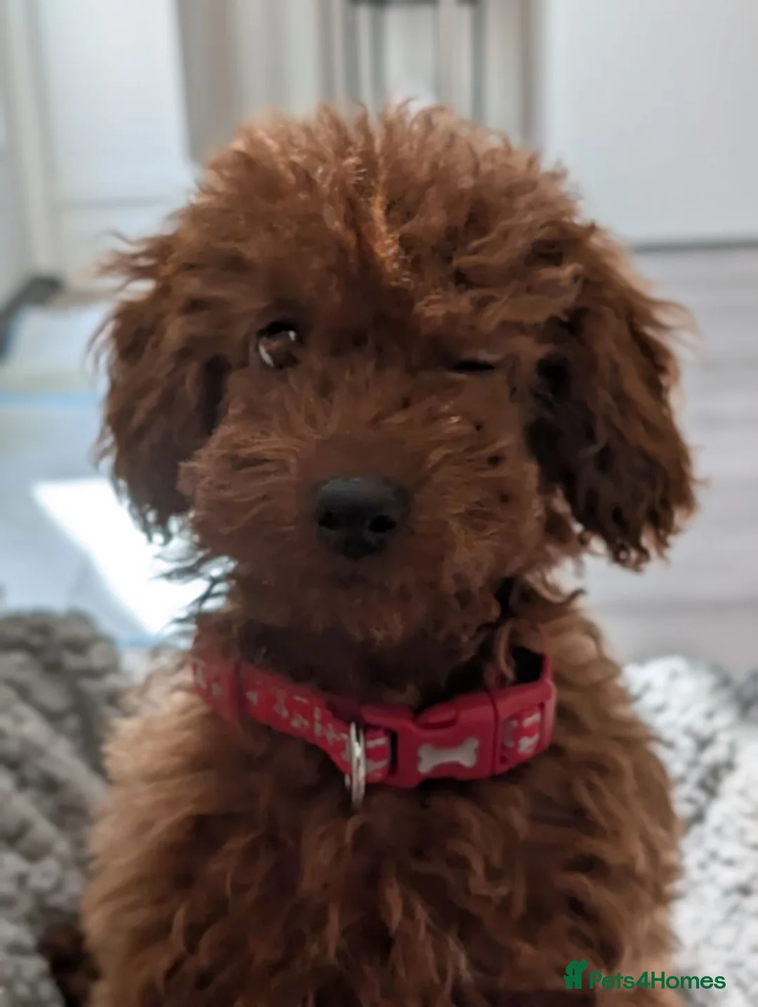 Toy Poodle dogs for sale: Stunning Red Toy Poodle Puppy–Female–6.5 Months ❤️ - Advert 2