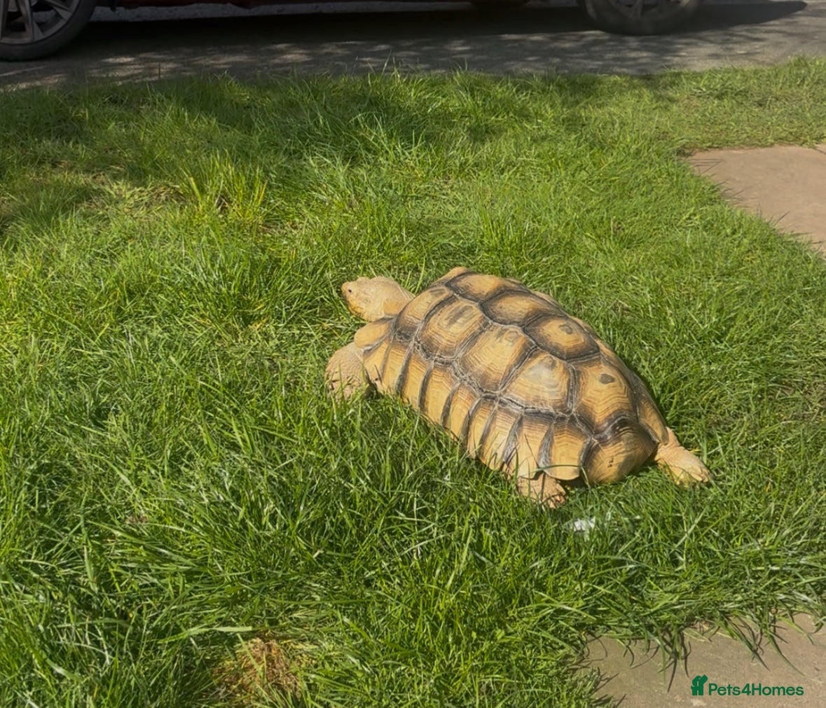 Tortoise reptiles Tortoise  - Advert 1