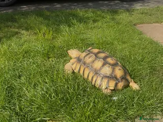 Tortoise reptiles Tortoise - Advert 1