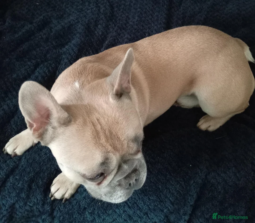 French Bulldog dogs for stud: French bulldog stud  - Advert 2