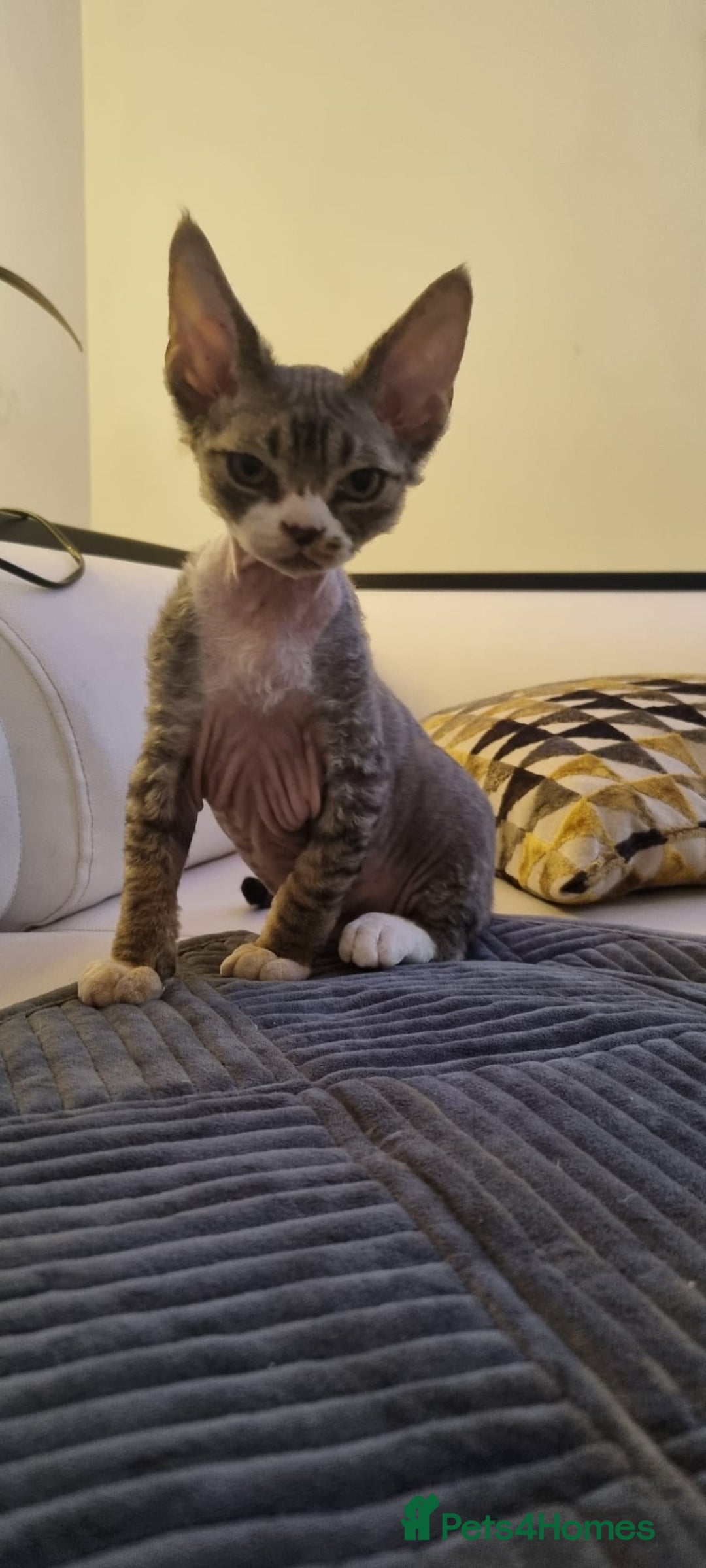 Devon Rex cats for sale: ❤️🐱Brown mackerel tabby Devon Rex ❤️🐱 - Advert 13