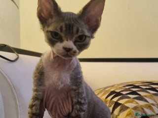 Devon Rex cats ❤️🐱Adorable brothers ❤️🐱 - Advert 2