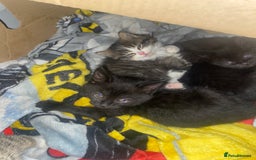 Mixed Breed cats for sale: Rescue kittens  - Image 6