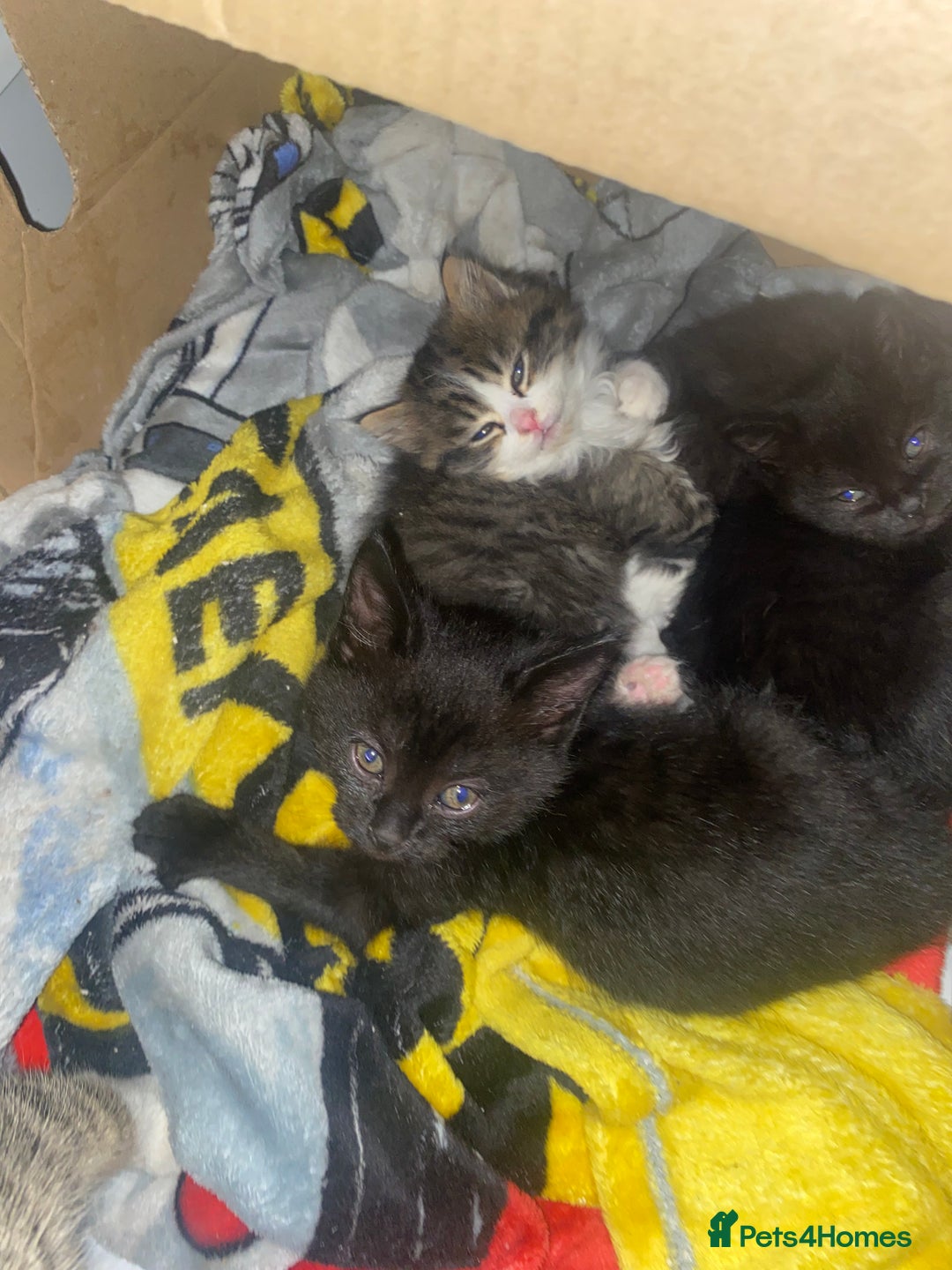 Mixed Breed cats for sale: Rescue kittens  - Image 6