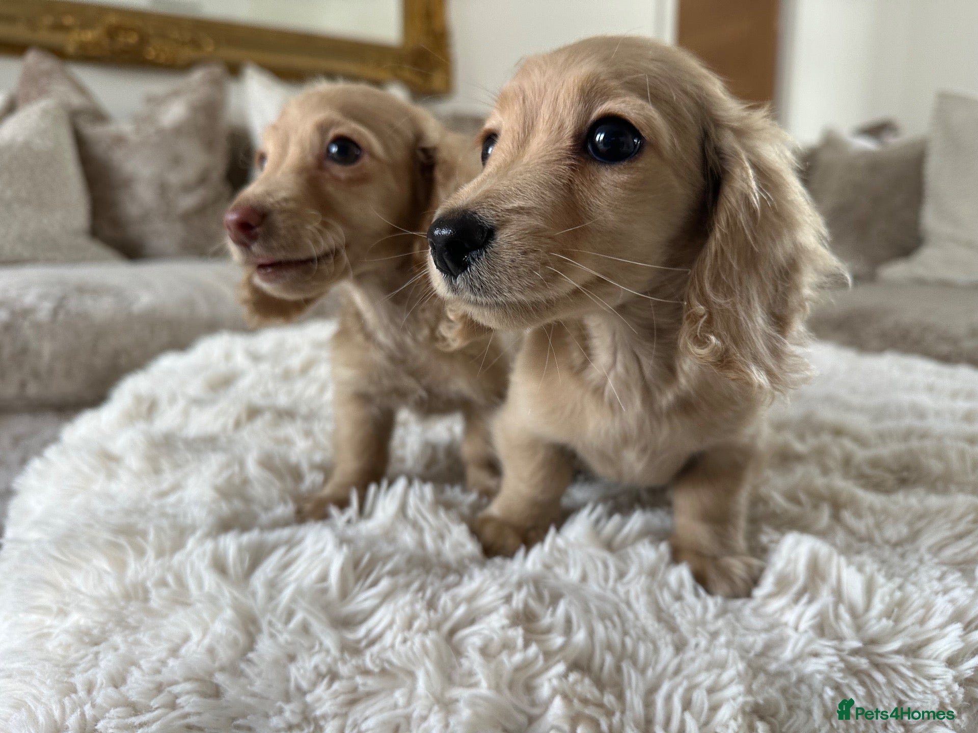 Miniature Dachshund dogs 👑✨MINI LONG HAIRED CREAMS✨👑 KC ✨ HEALTH TESTED ✨ - Advert 1