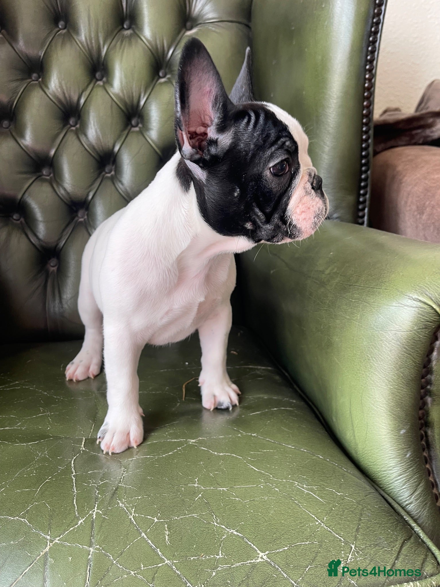 French Bulldog dogs KC reg. Crufts & International Champion breeding  - Advert 7