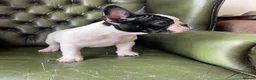 French Bulldog dogs for sale: KC reg. Crufts & International Champion breeding  - Advert 1