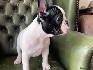 French Bulldog dogs KC reg. Crufts & International Champion breeding - Advert 7