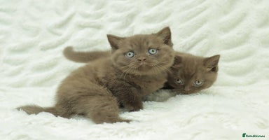 British Shorthair cats Stunning BHS Champions blood lines kittens  - Advert 4