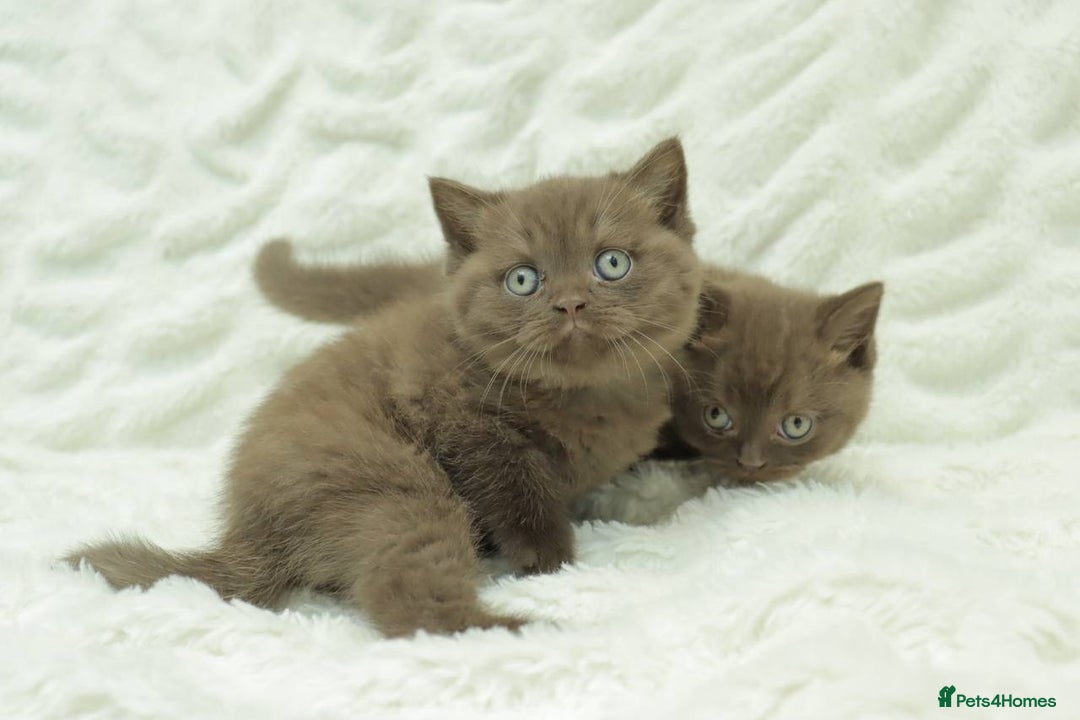British Shorthair cats for sale: Stunning BHS Champions blood lines kittens  - Advert 2