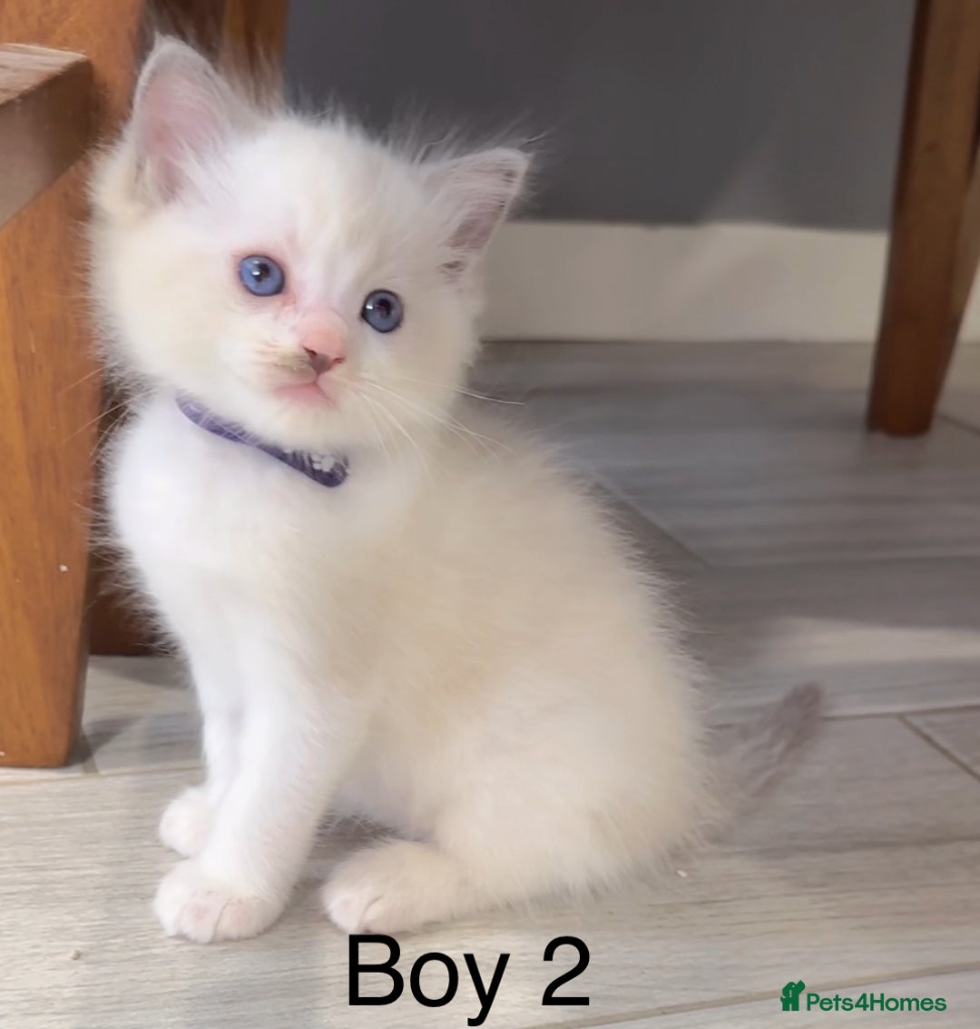 Ragdoll cats for sale: 3 Ragdoll boys - Image 3