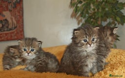 Siberian cats for sale: Siberian GCCFxGolden Chinchilla GCCF - Advert 9