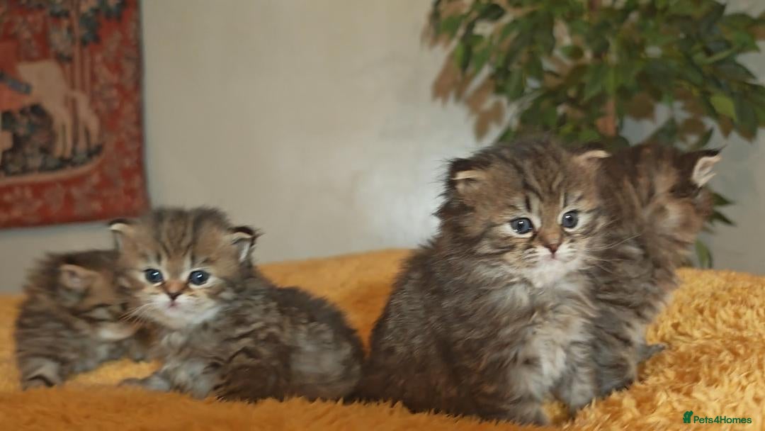 Siberian cats for sale: Siberian GCCFxGolden Chinchilla GCCF - Advert 9