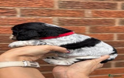 Cocker Spaniel dogs for sale: KC Reg Show Cocker Rizi Bizi bloodline Puppies - Image 21