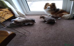 Shetland Sheepdog dogs for sale: Shetland sheepdog puppies - Image 6