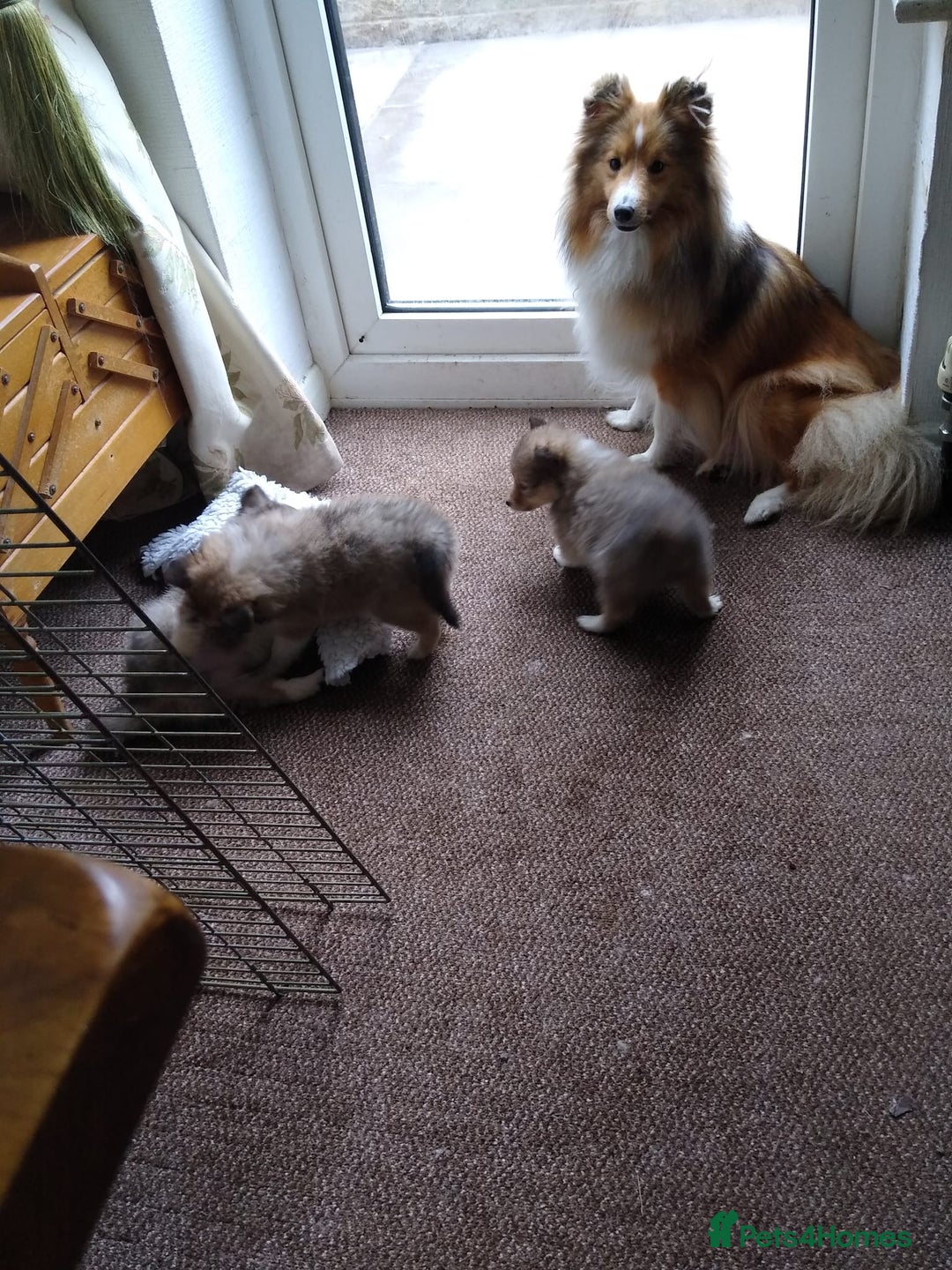 Shetland Sheepdog dogs for sale: Shetland sheepdog puppies - Image 6