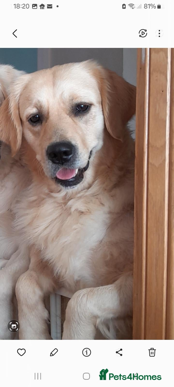 Golden Retriever dogs Kc golden retriever pups - Advert 3