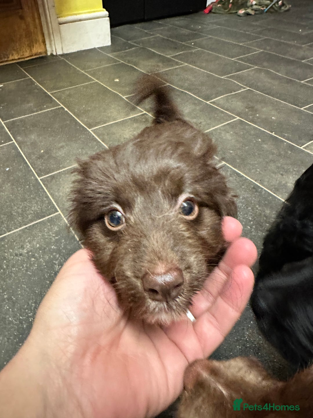 Mixed Breed dogs for sale: Solid, vacc'd, chipped. Mixed breed pups born 7/10 - Advert 7